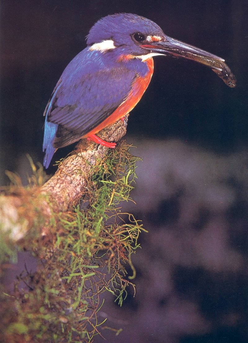 Azure Kingfisher, Alcedo azurea; DISPLAY FULL IMAGE.