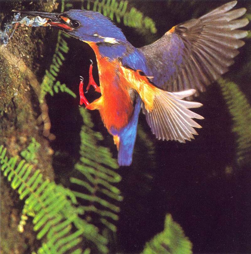 Azure Kingfisher in action; DISPLAY FULL IMAGE.