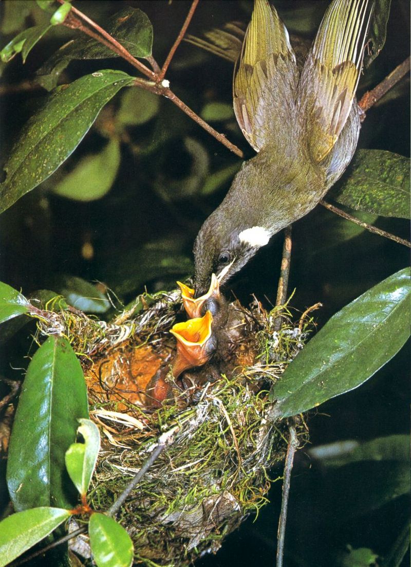 Lewin's Honeyeater (Meliphaga lewinii); DISPLAY FULL IMAGE.