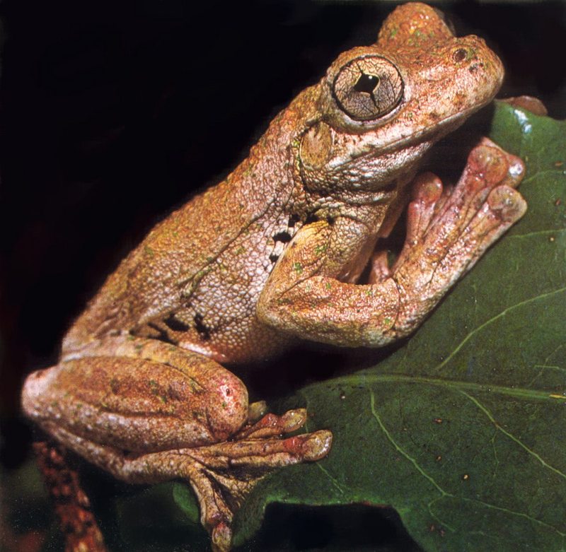 Emerald-spotted Treefrog (Litoria peronii); DISPLAY FULL IMAGE.