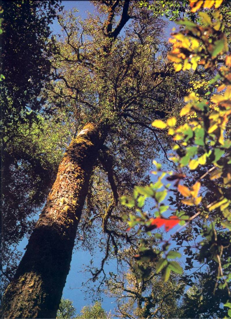 Antarctic Beech Tree; DISPLAY FULL IMAGE.