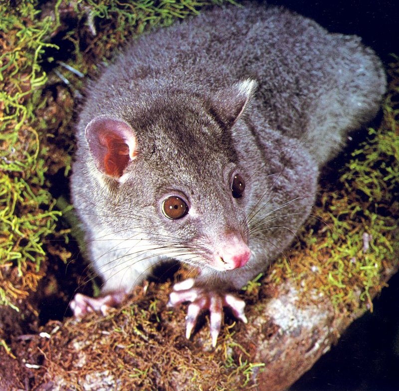 Mountain Brushtail Possum (Trichosurus caninus); DISPLAY FULL IMAGE.