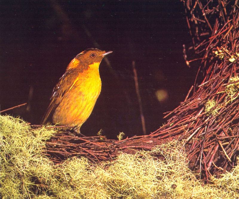 Golden Bowerbird (Prionodura newtoniana); DISPLAY FULL IMAGE.