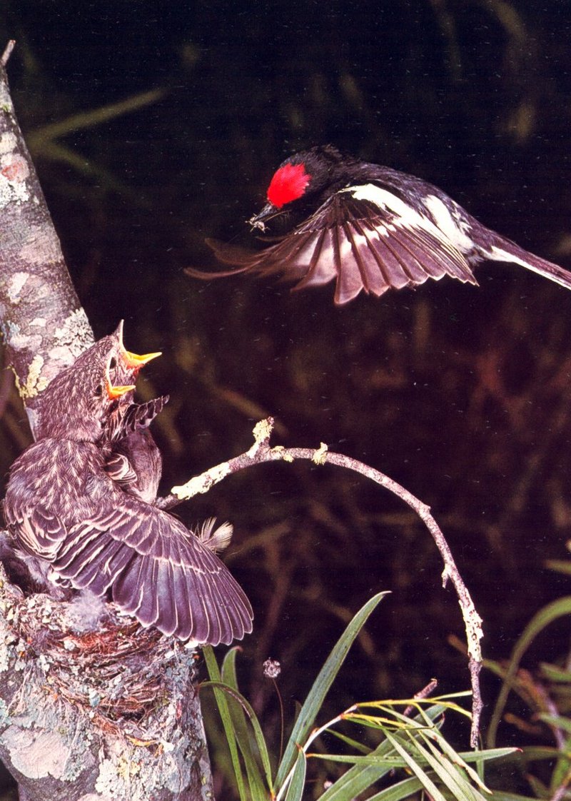 Red-capped Robin (Petroica goodenovii); DISPLAY FULL IMAGE.