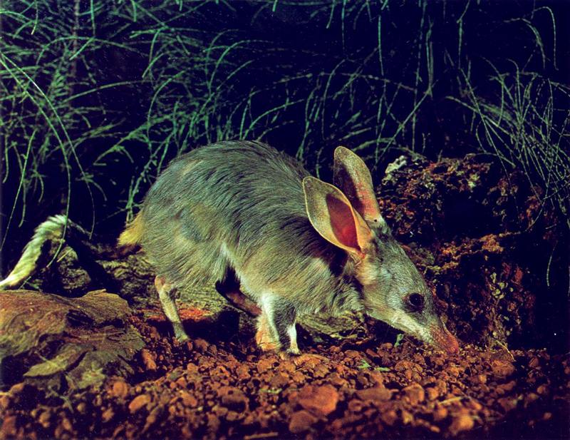 Bilby (Macrotis lagotis); DISPLAY FULL IMAGE.