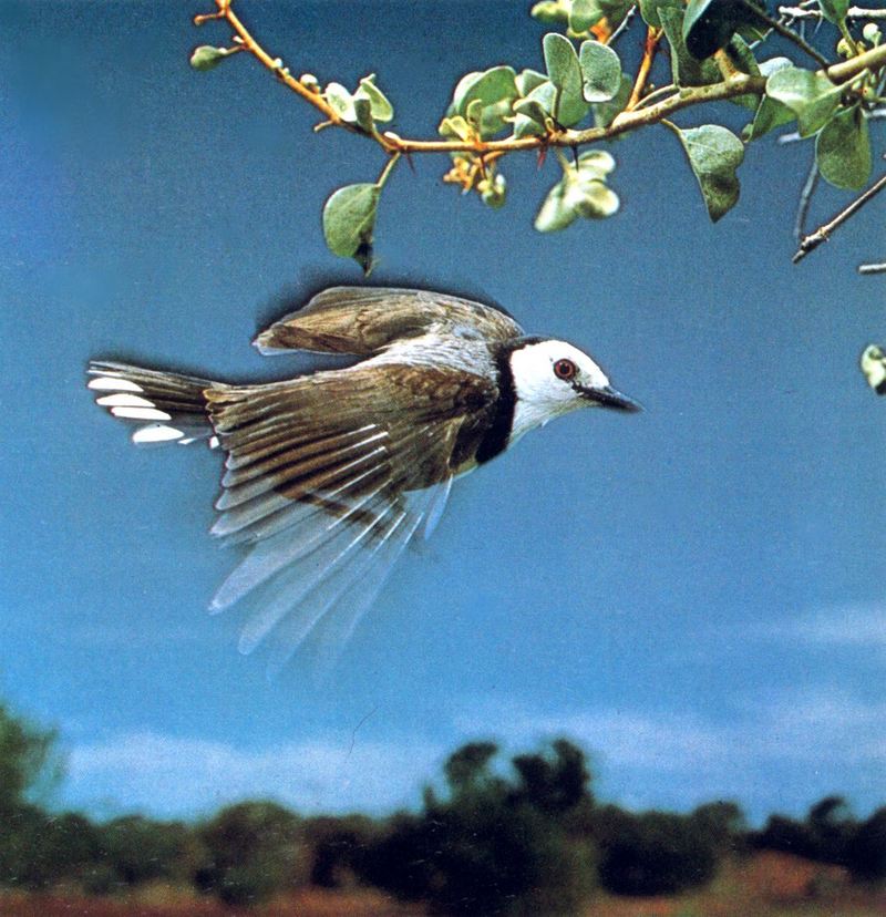 Female White-fronted Chat; DISPLAY FULL IMAGE.