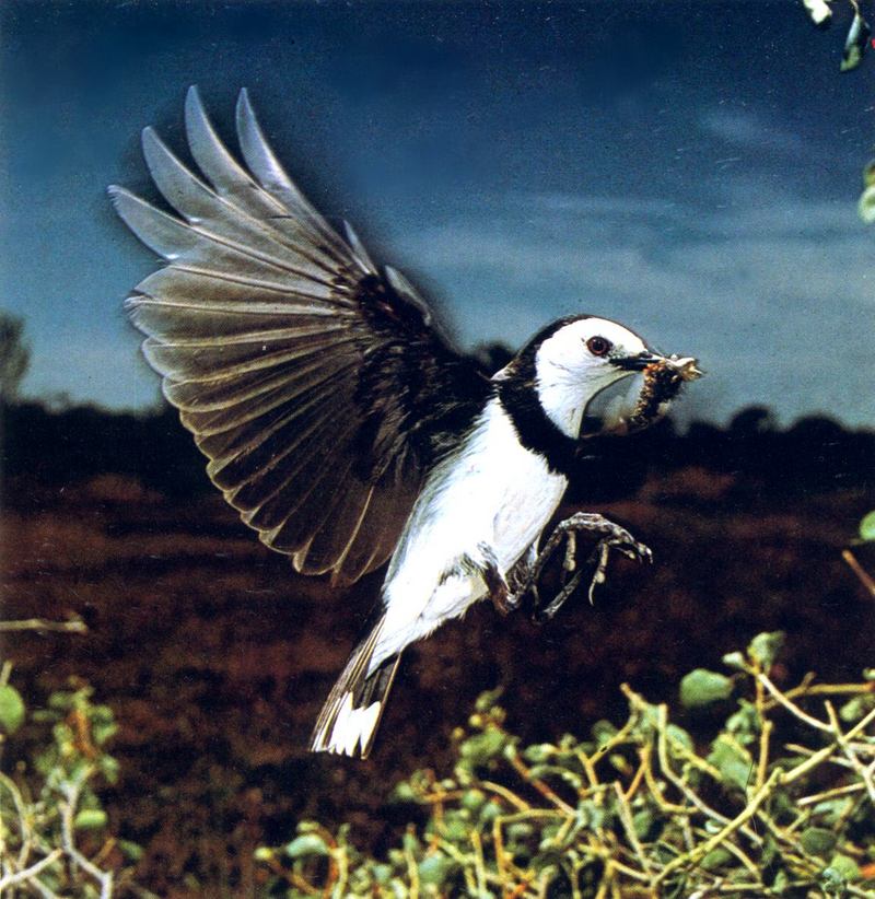 Female White-fronted Chat; DISPLAY FULL IMAGE.