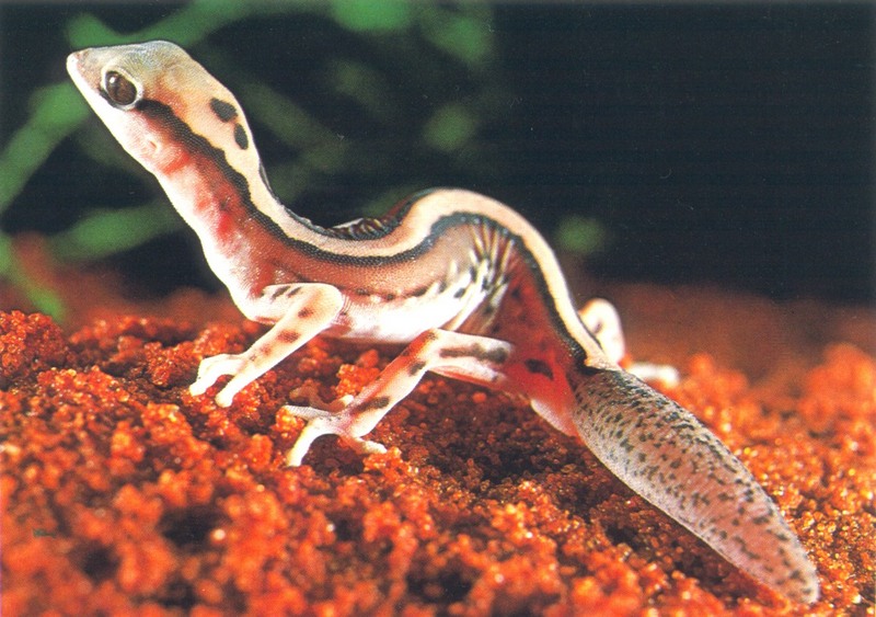 Beautiful Gecko (Diplodactylus pulcher); DISPLAY FULL IMAGE.
