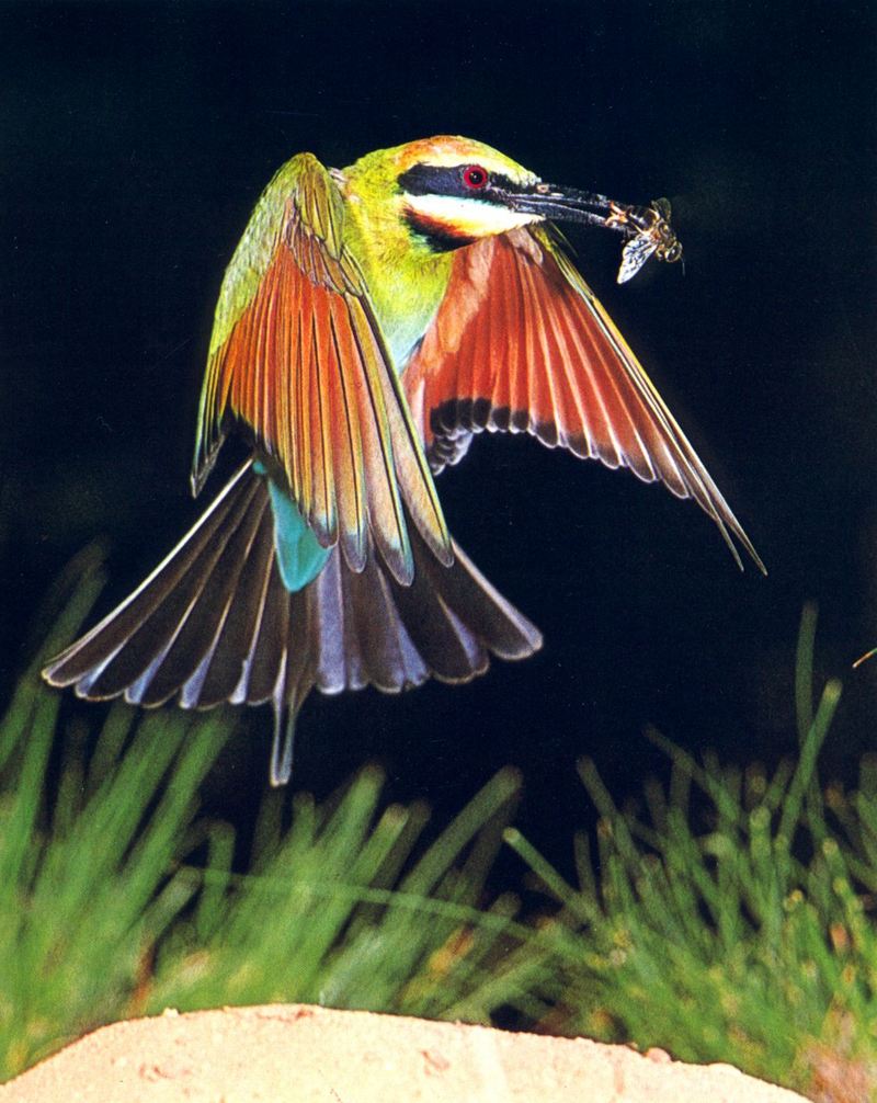 Rainbow Bee-eater in flight (Merops ornatus); DISPLAY FULL IMAGE.