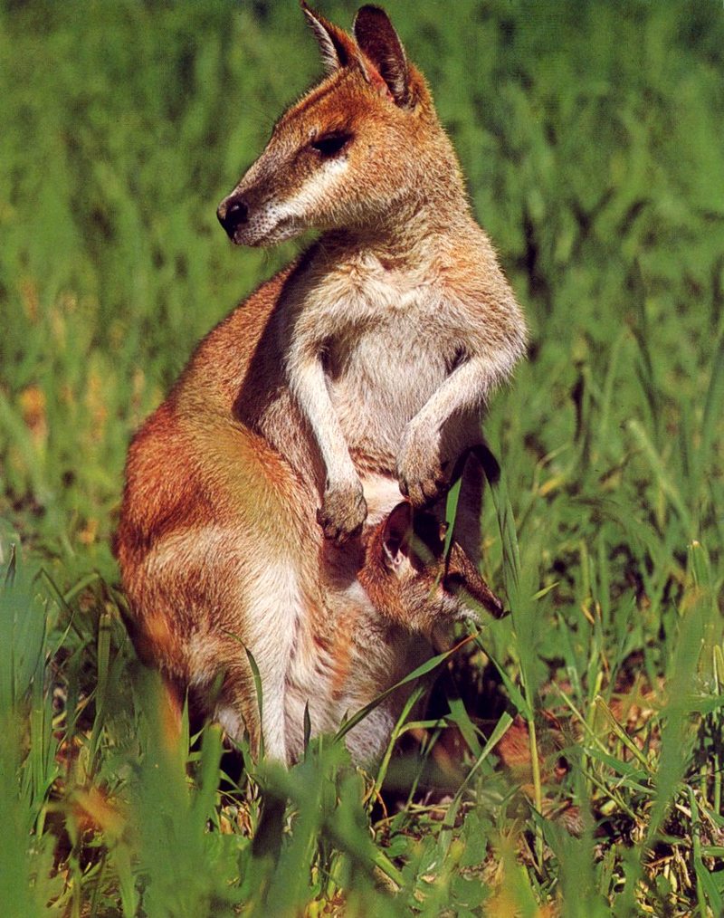 Agile Wallaby; DISPLAY FULL IMAGE.