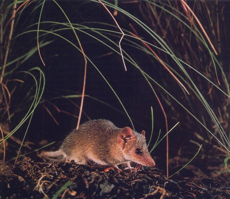 Pigmy Marsupial-mouse; DISPLAY FULL IMAGE.