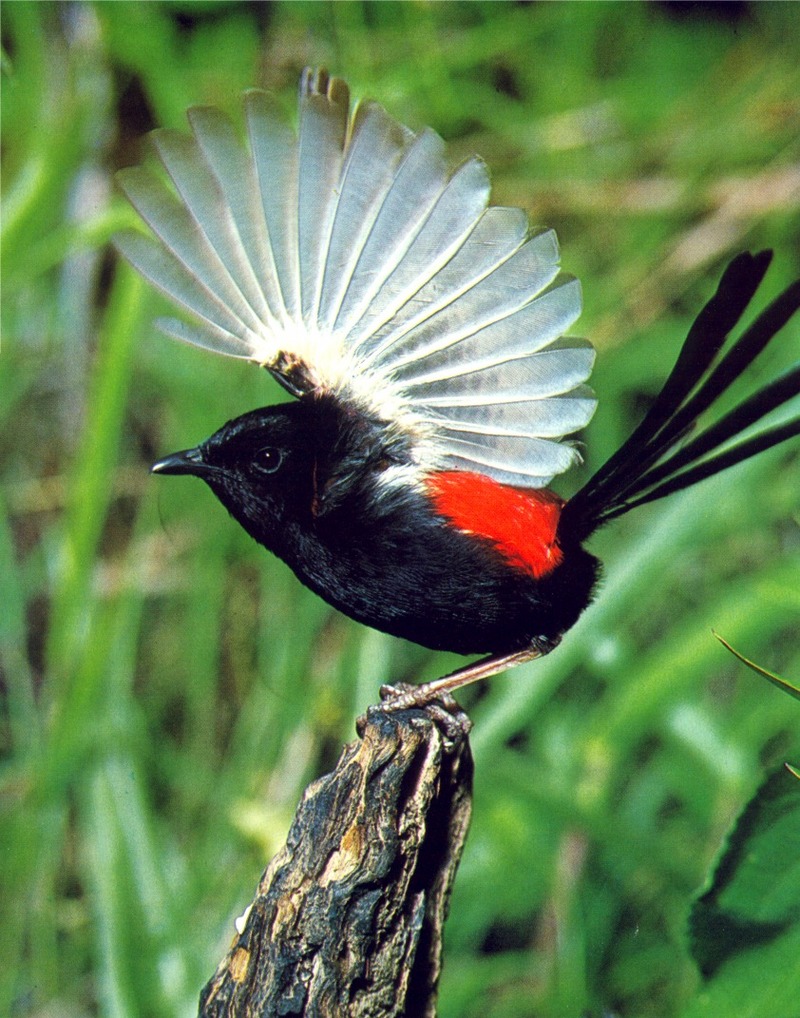 Red-backed Wren; DISPLAY FULL IMAGE.