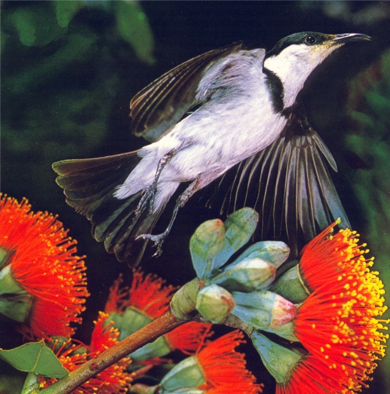 Banded Honeyeater (Certhionyx pectoralis); DISPLAY FULL IMAGE.