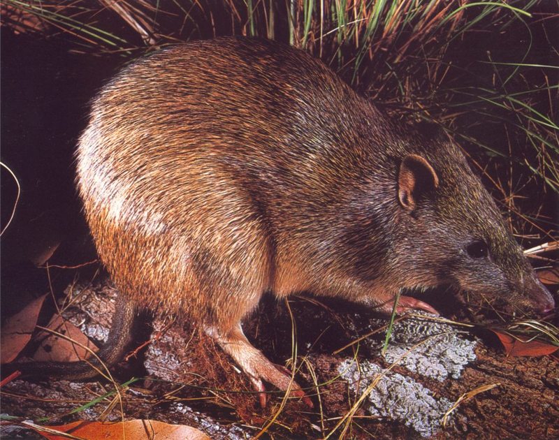 Brindled Bandicoot (Isoodon macrourus); DISPLAY FULL IMAGE.