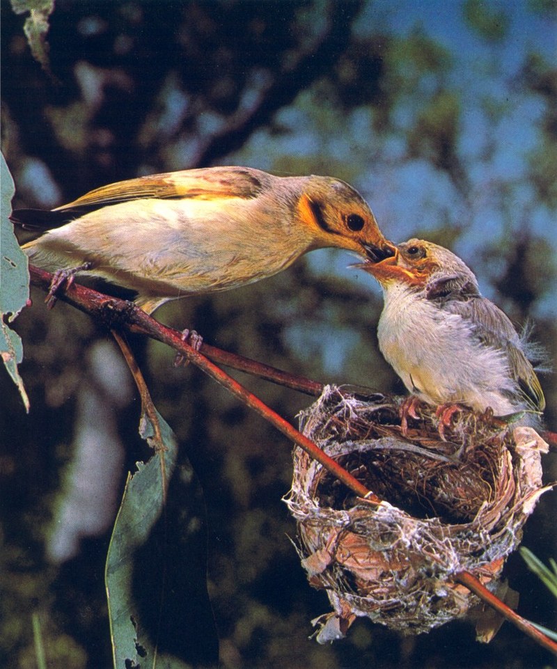 Yellow-tinted Honeyeater (Lichenostomus flavescens); DISPLAY FULL IMAGE.