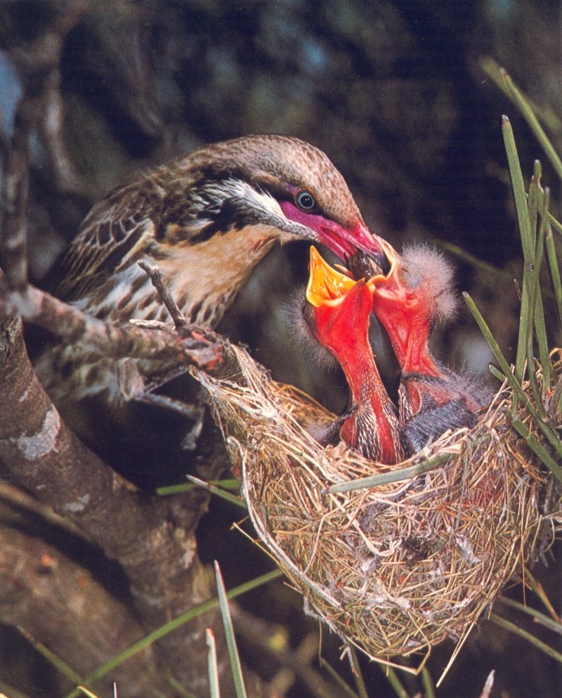 Spiny-Cheeked Honeyeater (Acanthagenys rufogularis); DISPLAY FULL IMAGE.