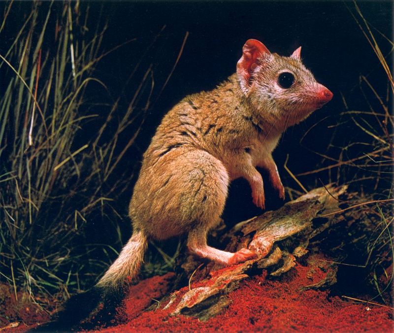 Kowari, Brush-tailed Marsupial Rat (Dasycercus byrnei); DISPLAY FULL IMAGE.