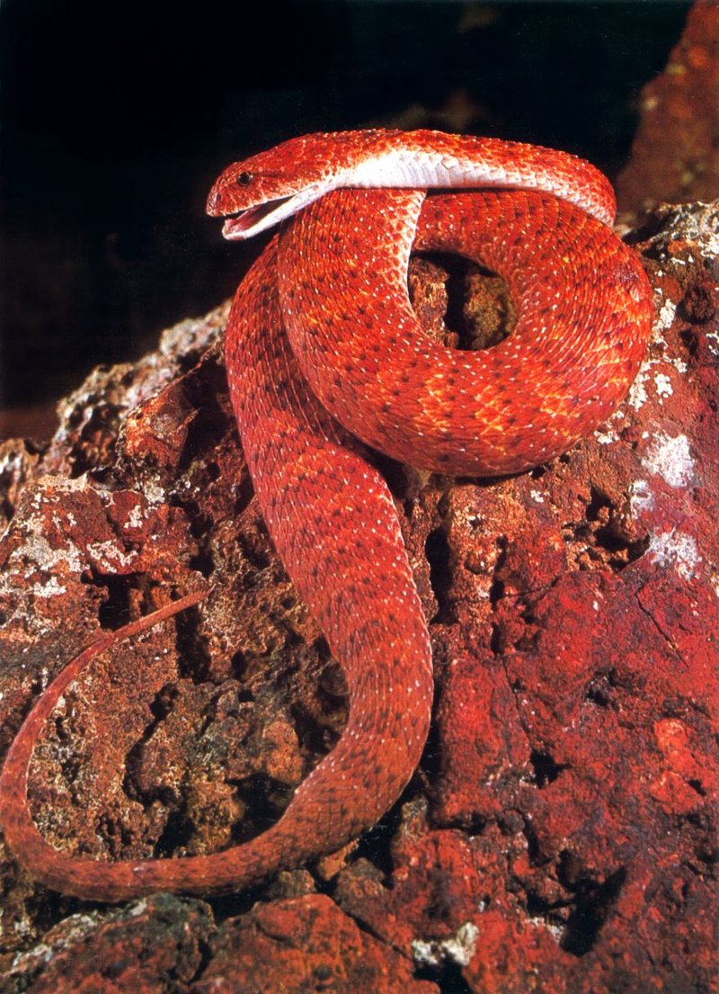 Desert Death Adder (Acanthophis pyrrhus); DISPLAY FULL IMAGE.