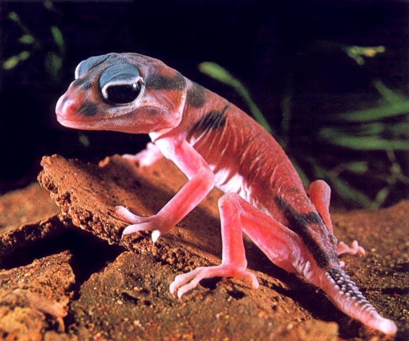 Knob-tailed Gecko; DISPLAY FULL IMAGE.