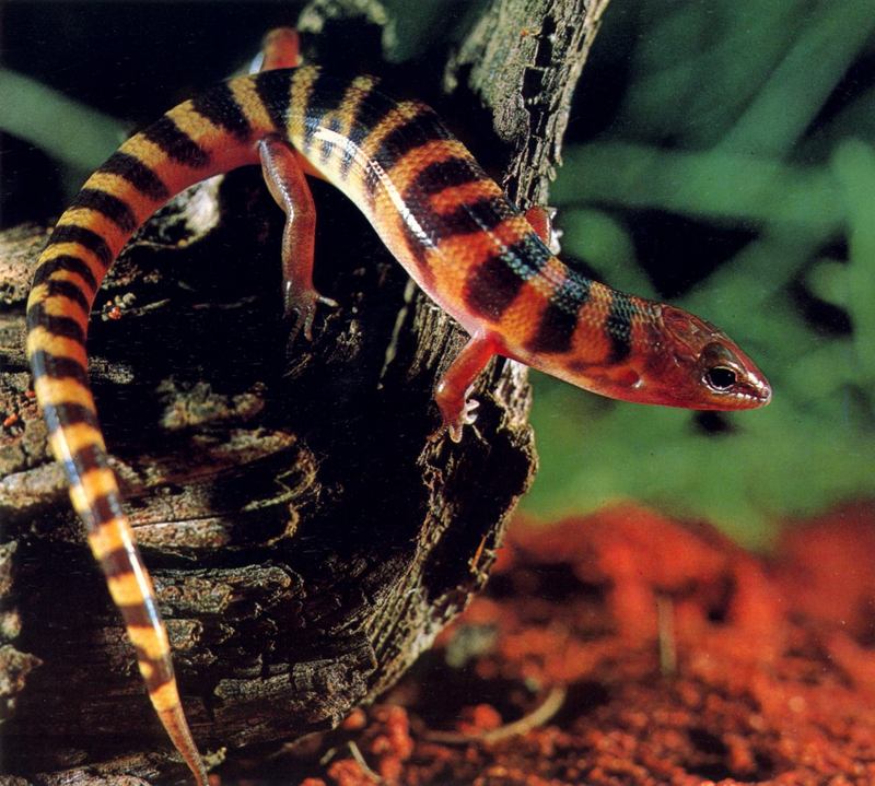 Broad-banded Sand-swimmer (Eremiascincus richardsonii); DISPLAY FULL IMAGE.