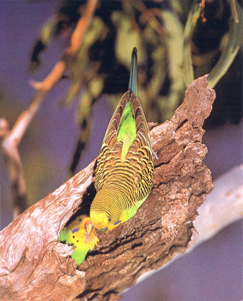 Budgerigar pair; DISPLAY FULL IMAGE.