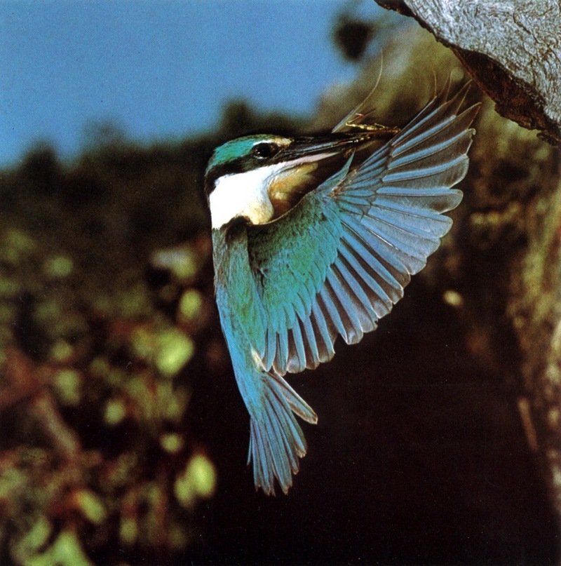 Sacred Kingfisher (Todiramphus sanctus); DISPLAY FULL IMAGE.