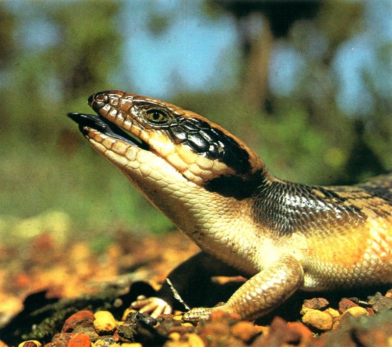 Western Blue-tongue Skink (Tiliqua occipitalis); DISPLAY FULL IMAGE.