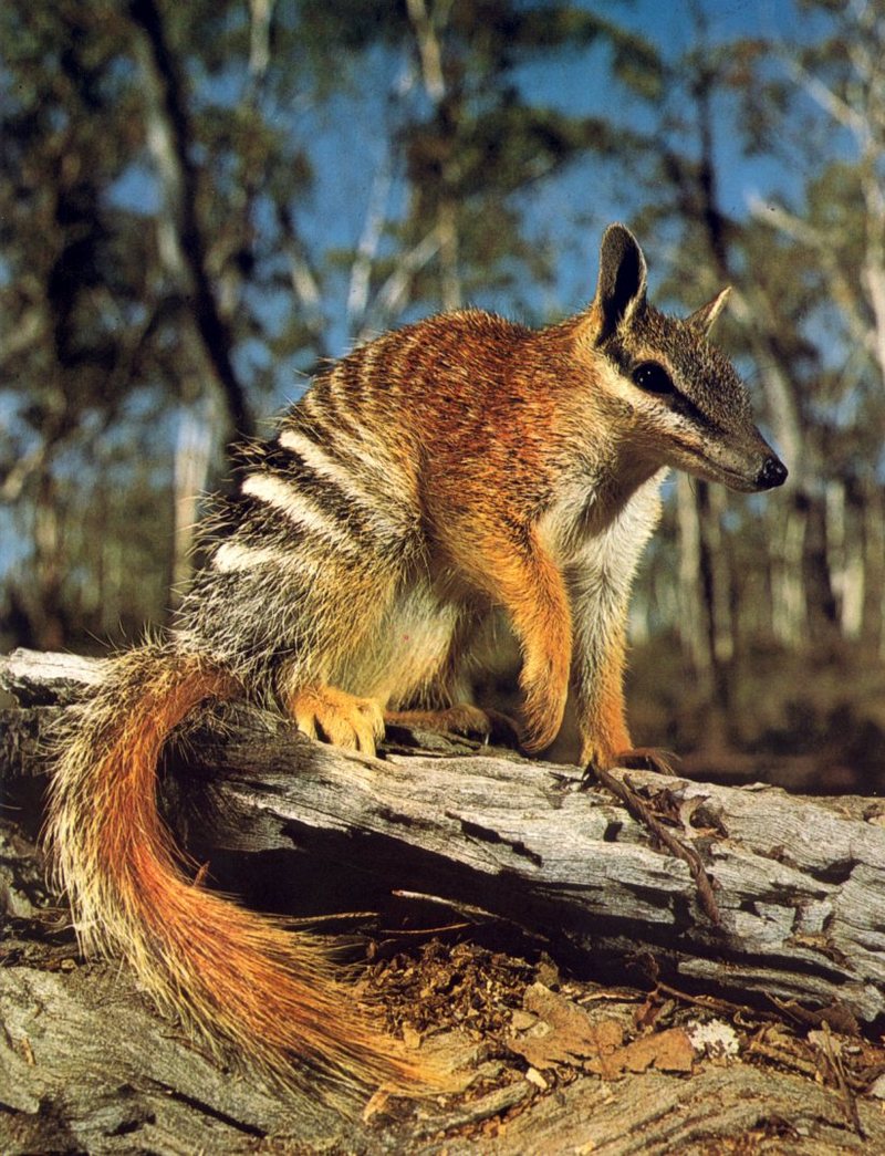 Numbat; DISPLAY FULL IMAGE.