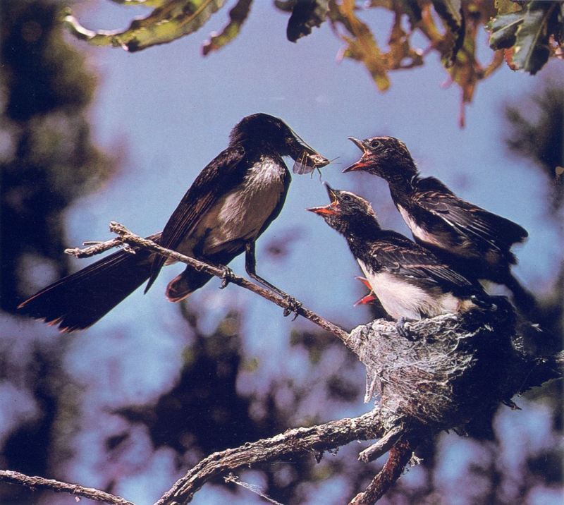 Willy Wagtail; DISPLAY FULL IMAGE.