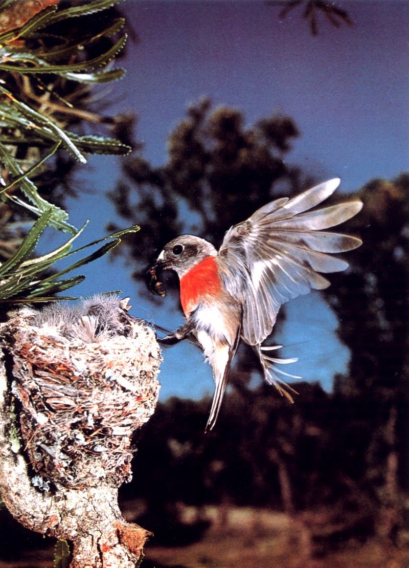 Scarlet Robin and nest; DISPLAY FULL IMAGE.