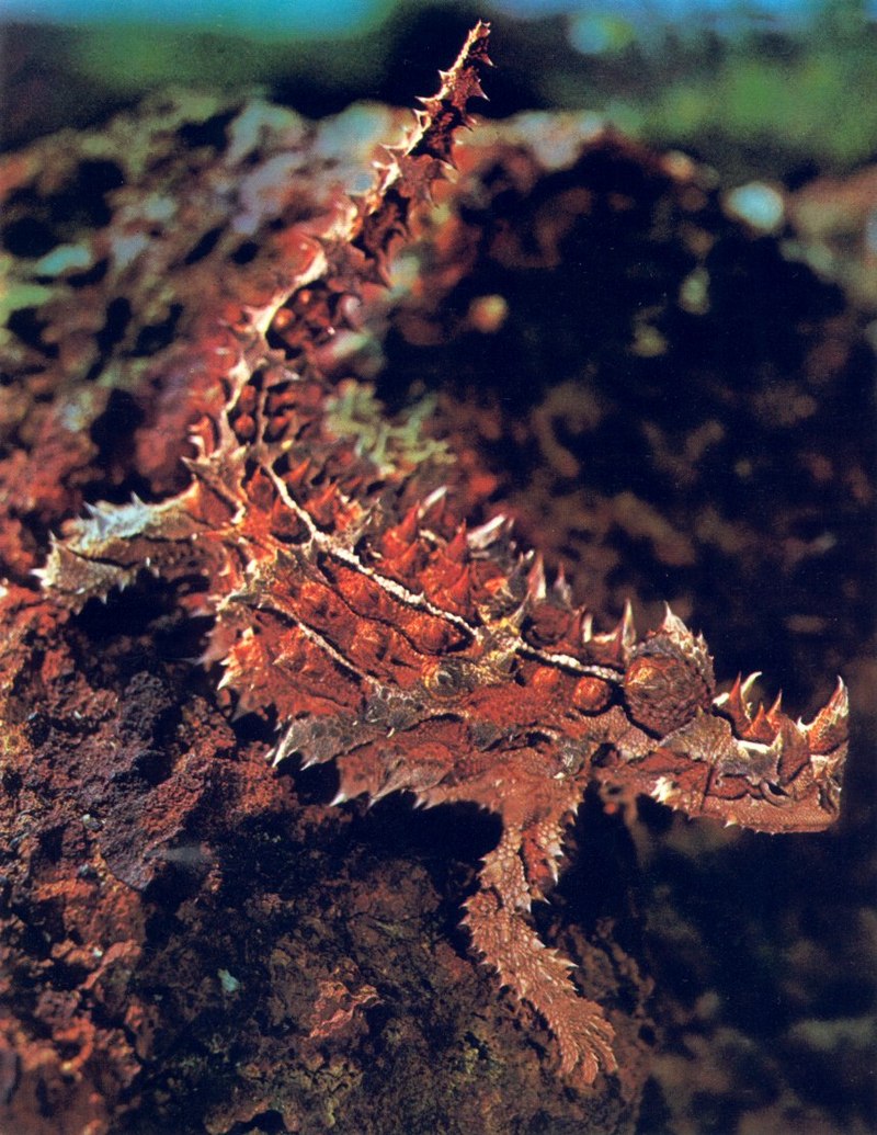 Thorny Devil; DISPLAY FULL IMAGE.