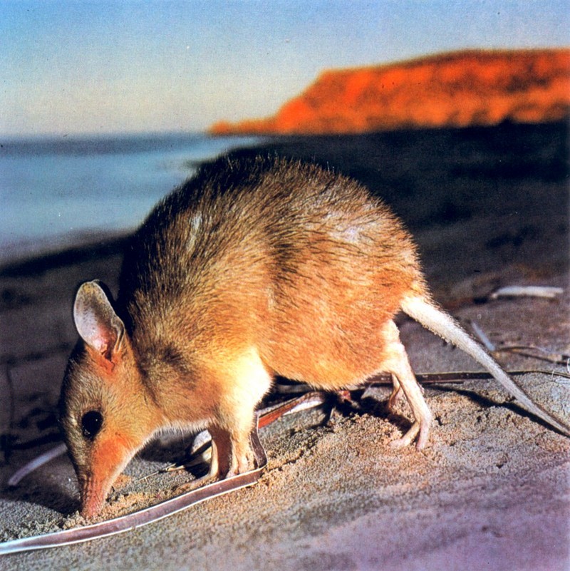 Little Marl, Western Barred Bandicoot (Perameles bougainville); DISPLAY FULL IMAGE.