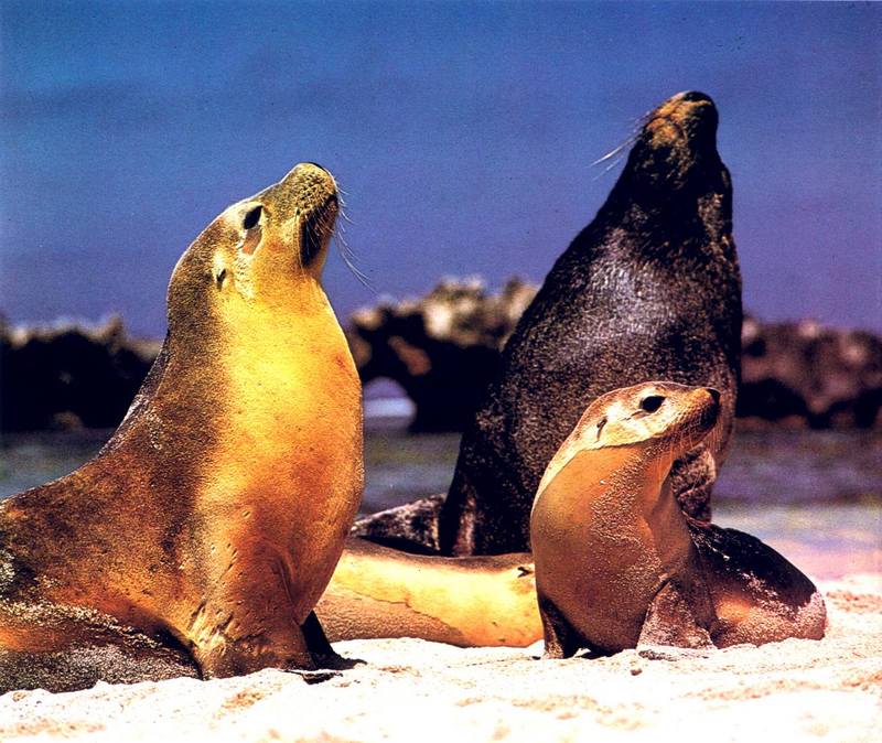 Australian Sea Lion family (Neophoca cinerea); DISPLAY FULL IMAGE.