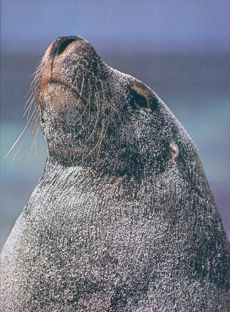 Australian Sea Lion bull (Neophoca cinerea); DISPLAY FULL IMAGE.