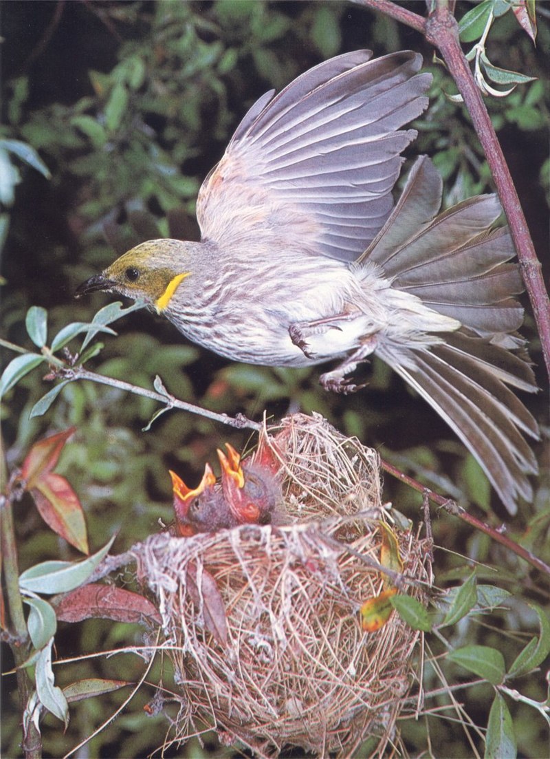 Mallee Honeyeater; DISPLAY FULL IMAGE.