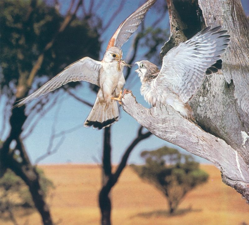 Nankeen Kestrel; DISPLAY FULL IMAGE.