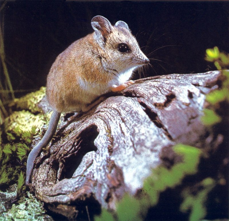 Dunnart (Sminthopsis sp.); DISPLAY FULL IMAGE.