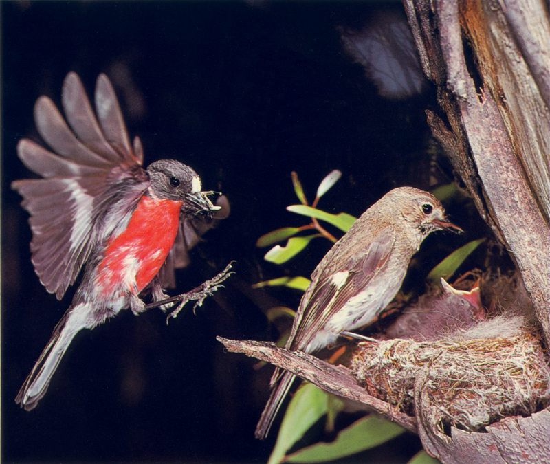 Flame Robin (Petroica phoenicea); DISPLAY FULL IMAGE.