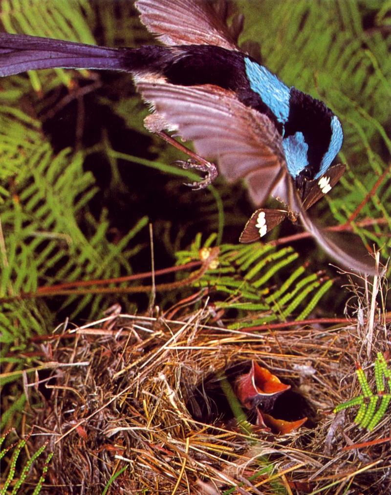 Blue Wren; DISPLAY FULL IMAGE.