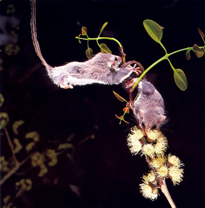 Feathertail Glider; DISPLAY FULL IMAGE.