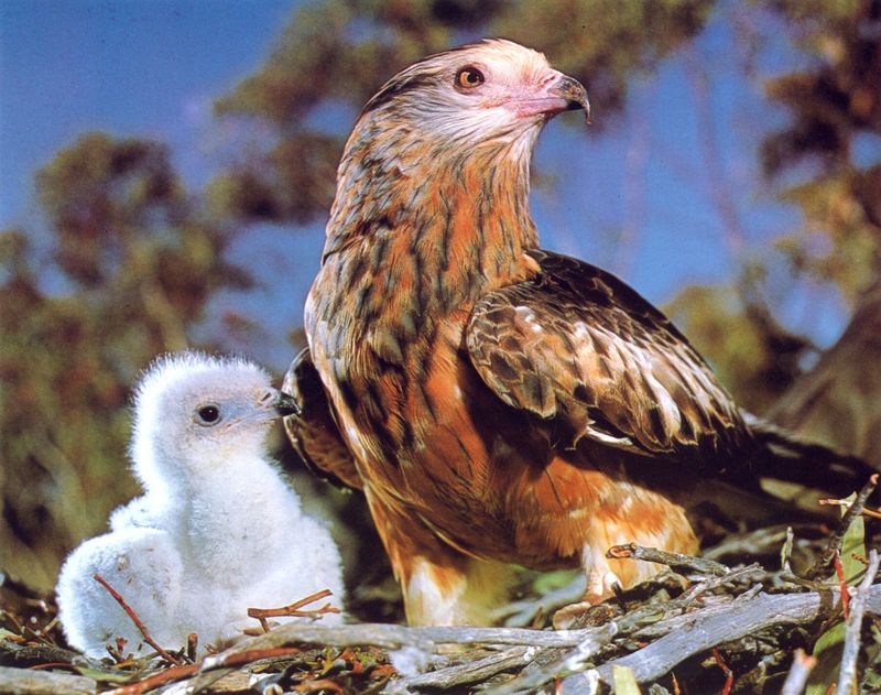 Square-tailed Kite and chick on nest (Lophoictinia isura); DISPLAY FULL IMAGE.