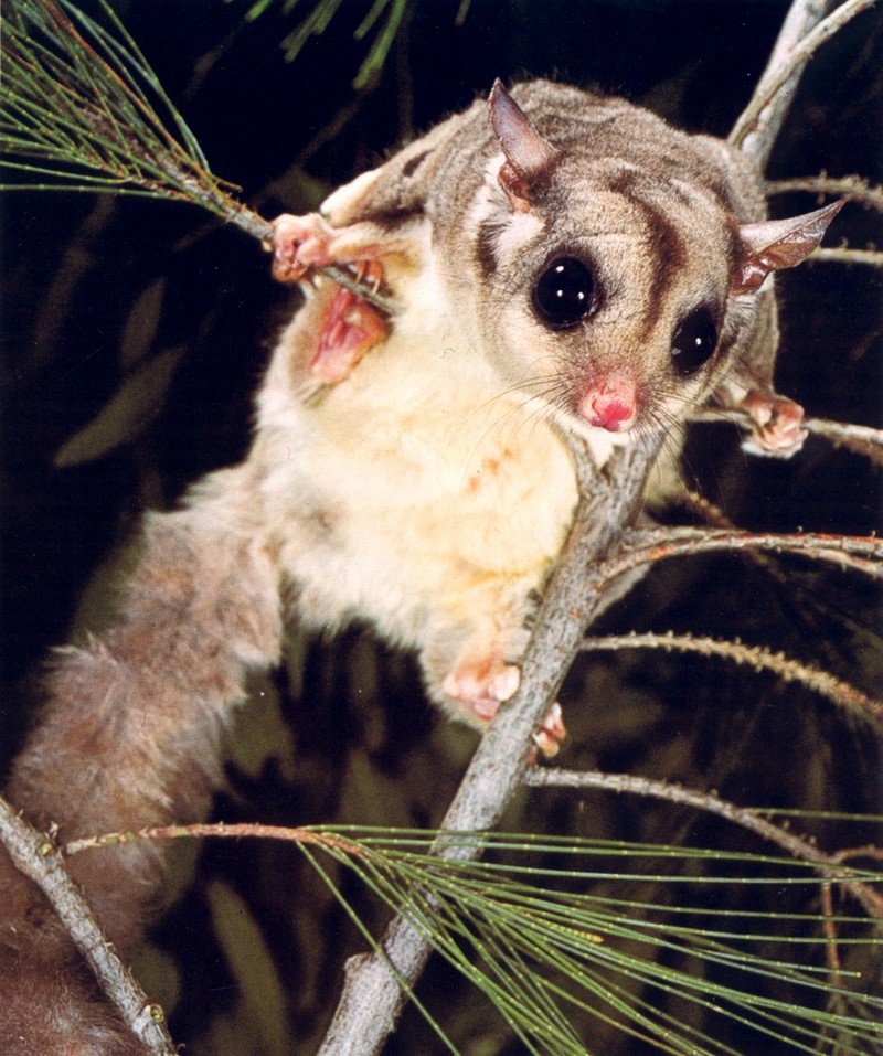 Sugar Glider; DISPLAY FULL IMAGE.
