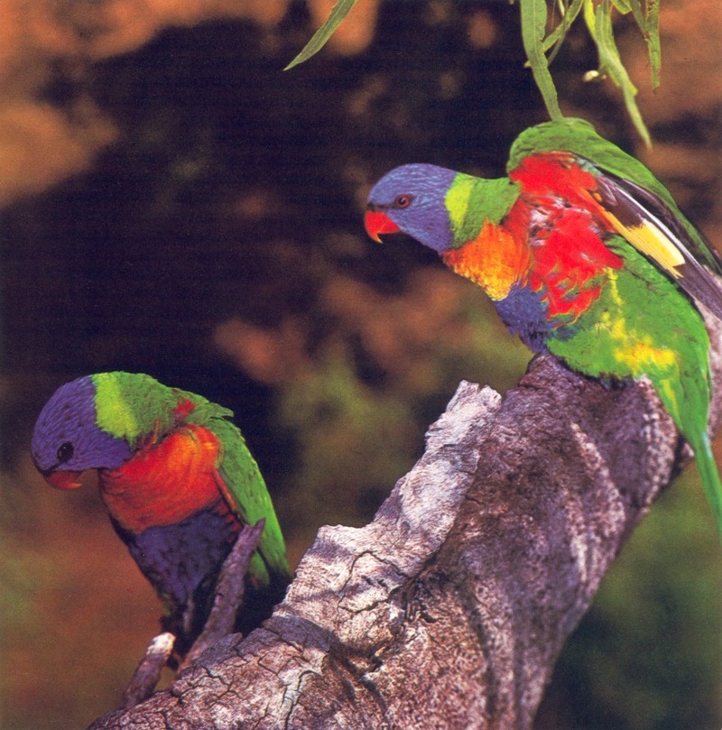 Rainbow Lorikeet; DISPLAY FULL IMAGE.
