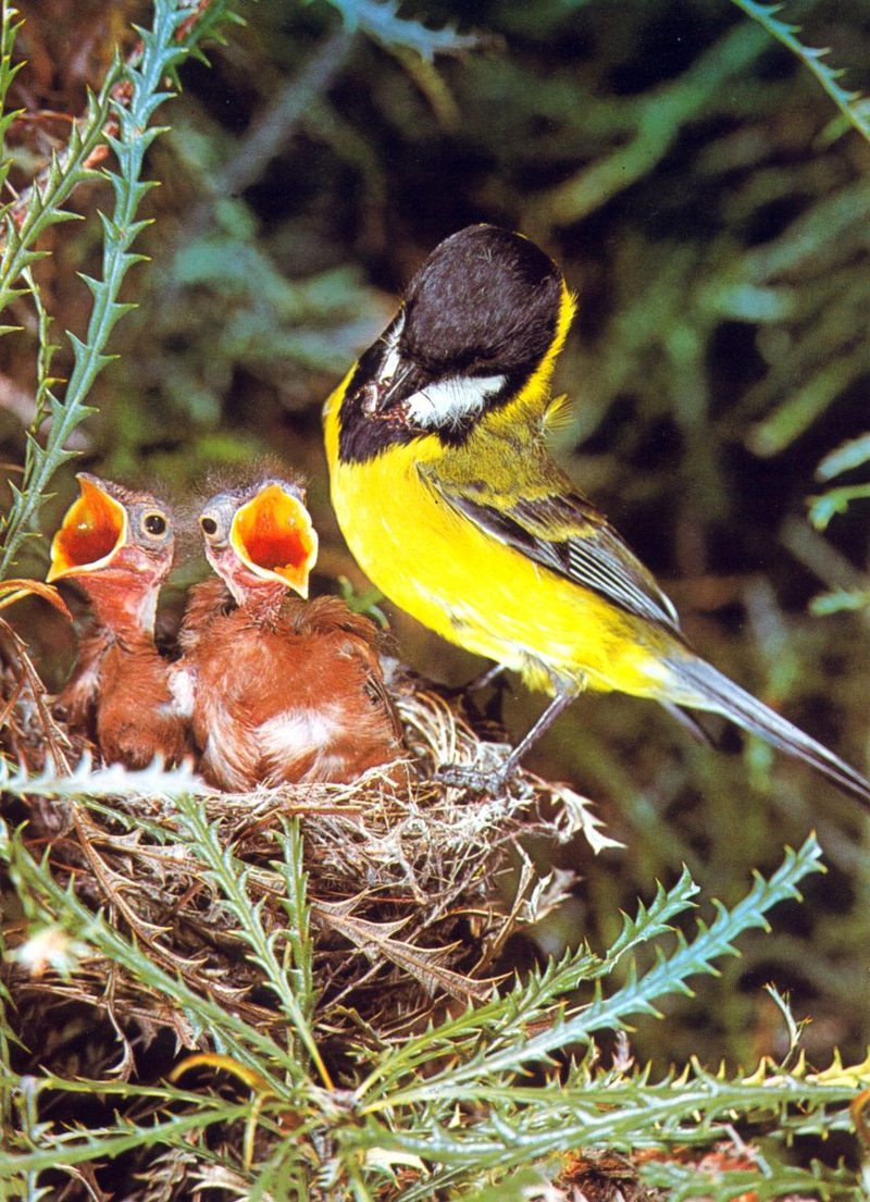Golden Whistler, Pachycephala pectoralis; DISPLAY FULL IMAGE.