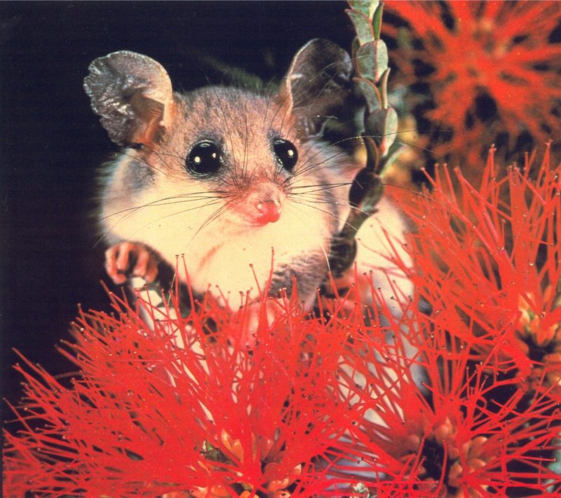Pigmy Possum; DISPLAY FULL IMAGE.