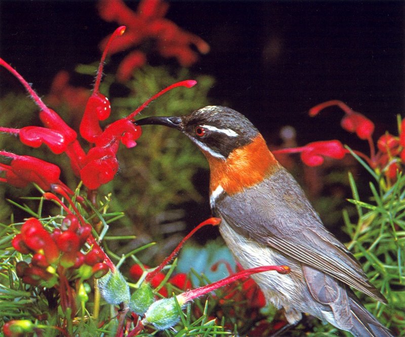 Spinebill Honeyeater; DISPLAY FULL IMAGE.