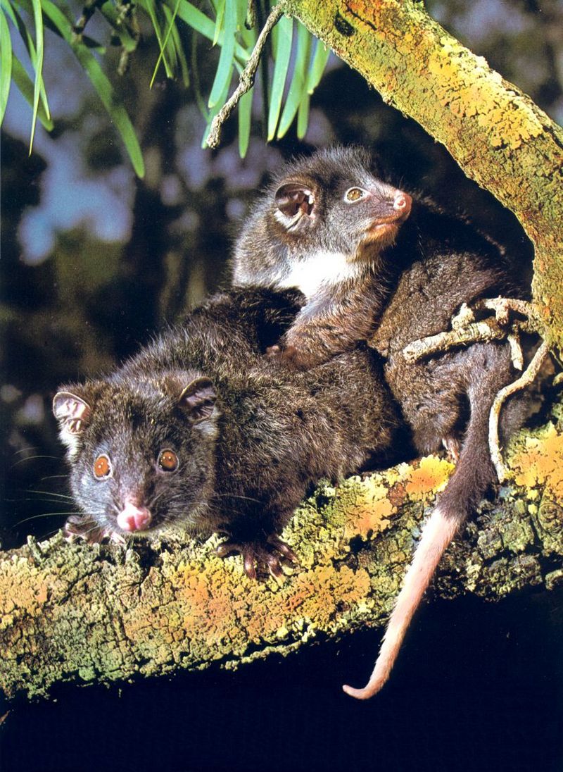 Ring-tailed Possum (Pseudocheirus peregrinus); DISPLAY FULL IMAGE.