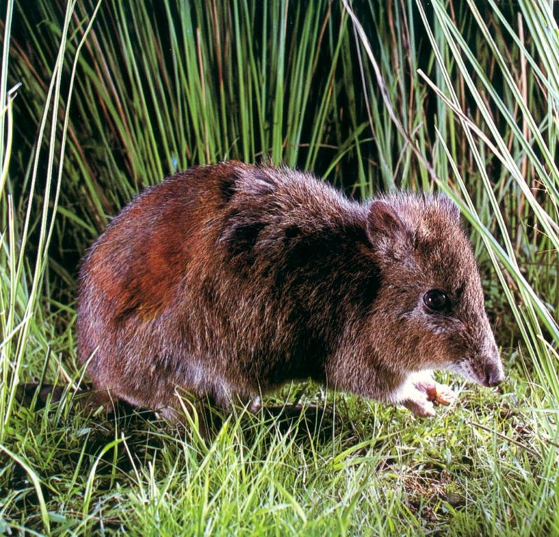 Potoroo; DISPLAY FULL IMAGE.