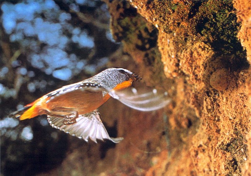 Spotted Pardalote male; DISPLAY FULL IMAGE.