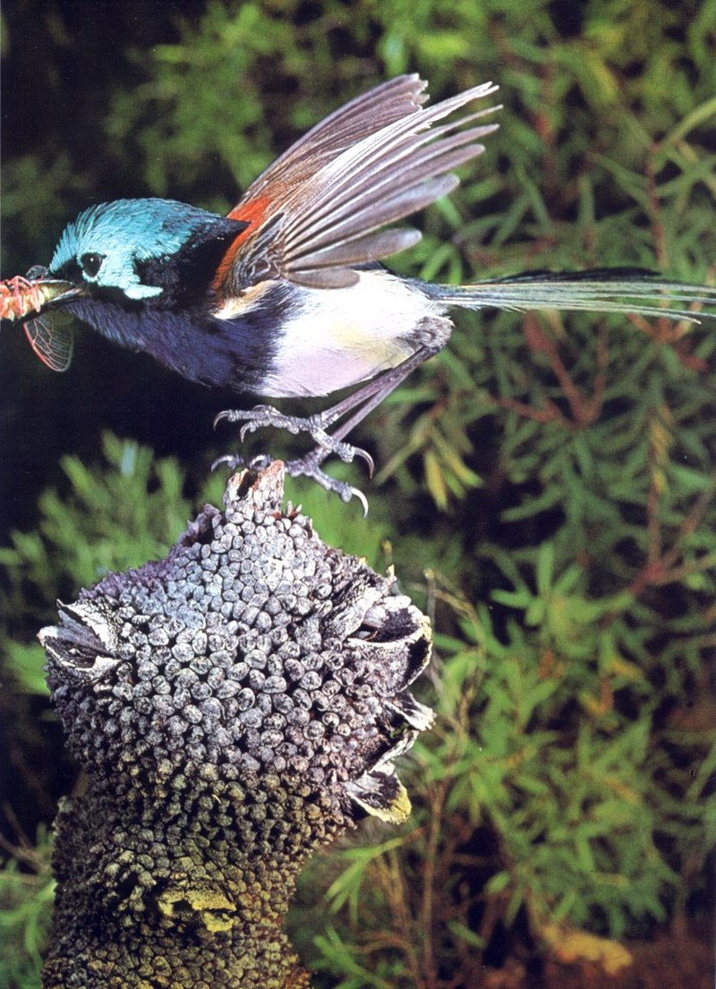 Red-winged Fairy-wren (Malurus elegans); DISPLAY FULL IMAGE.